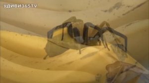 СТРАНСТВУЮЩИЙ ПАУК-УБИЙЦА. БАНАНЫ МОГУТ ОКАЗАТЬСЯ СМЕРТЕЛЬНЫМИ!