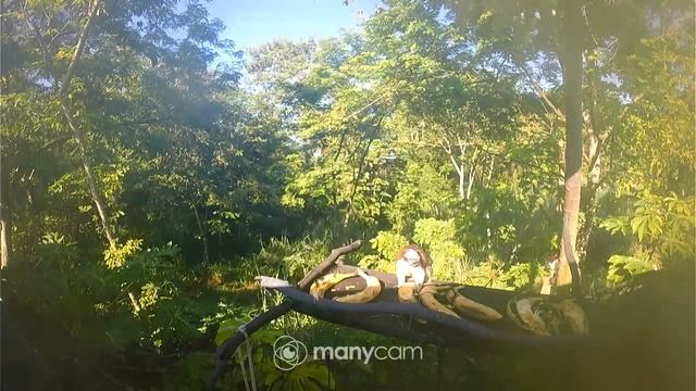 Geoffroy's tamarin - Mono Tití panameño смотреть онлайн