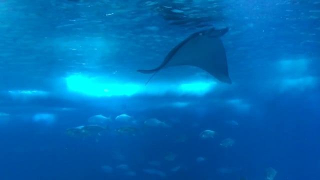 Lisbon Oceanarium / Oceanário de Lisboa, Portugal - 11th May, 2016 смотреть онлайн