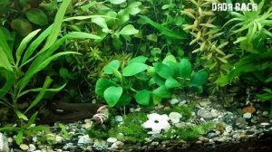 Как избавиться от водорослей ксенококуса в аквариуме с помощью альгицида + CO2