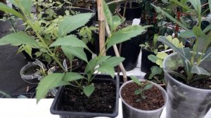 Супер подкормка для растений /аммиачная селитра