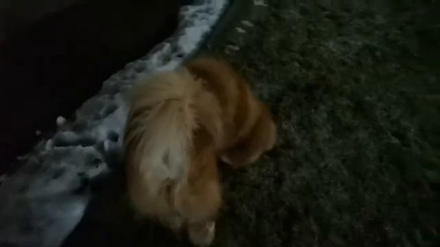 Чау-чау! Кинг и линька! смотреть онлайн