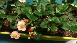 Земляника на балконе, полная версия ?