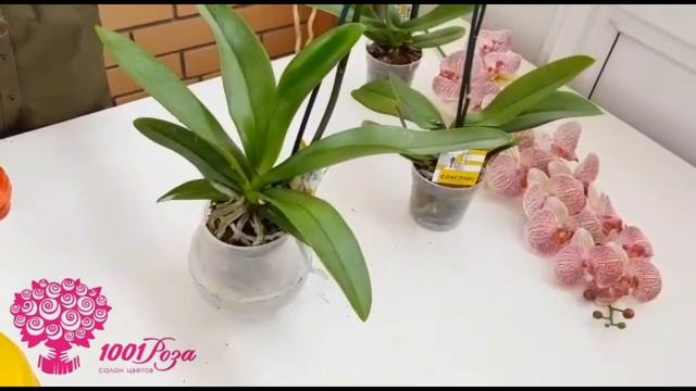 УХОД ЗА ОРХИДЕЯМИ. Часть 3. Опрыскивание смотреть онлайн