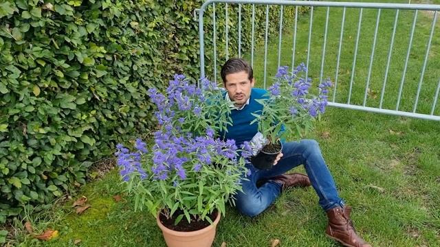 Zundert's very own Caryopteris Blue Empire смотреть онлайн