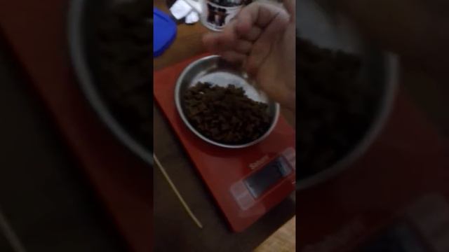 Первое видео на канале покемона!🍖кушаю свой любимый корм))