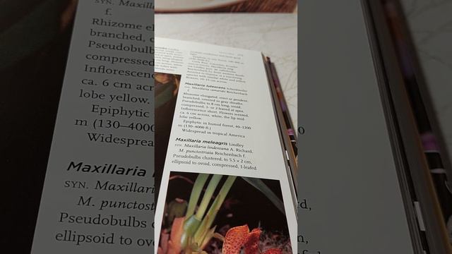 новинки.книги об орхидеях. смотреть онлайн