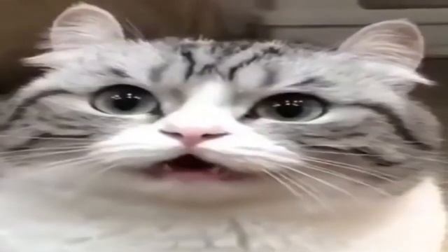 БАНАНЧИКИ:) смотреть онлайн