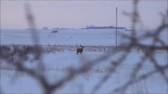 олень скидывает рога смотреть онлайн