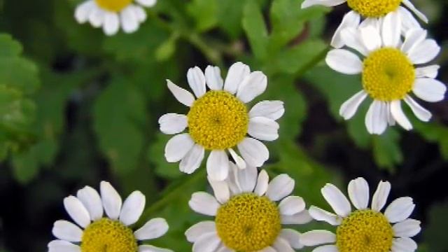 Слайд-шоу видеоальбом о временах года смотреть онлайн