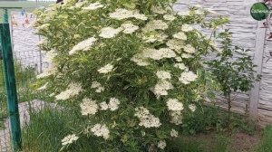 Цвіте бузина декоративна