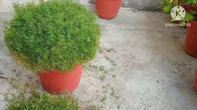 Maintenance of beautiful evergreen bushy species Asparagus densiflorus #ornamentalplants смотреть онлайн
