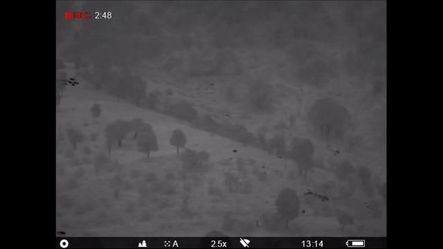 night landscape pigs deer movements with Pulsar XP 50 long range смотреть онлайн