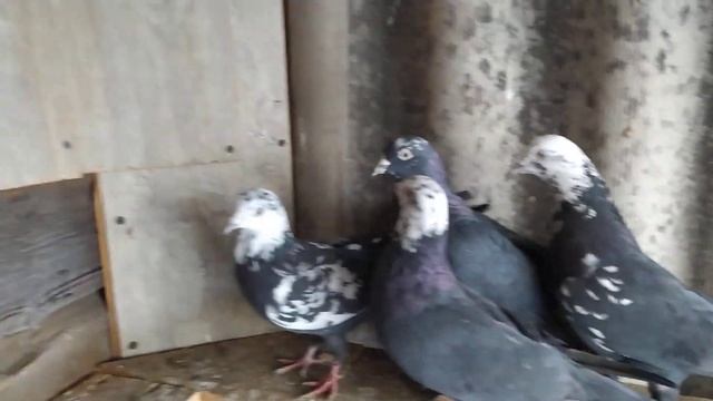 Бакинские Чили и жёлтые.Pigeons Baku chili and yellow.Племя 2021год) смотреть онлайн