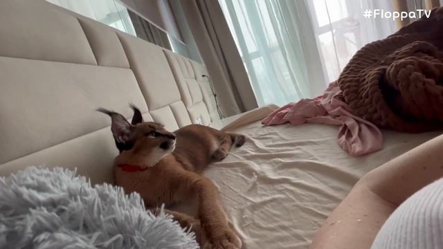 Floppa Eva is Watching a Movie : Caracal смотреть онлайн