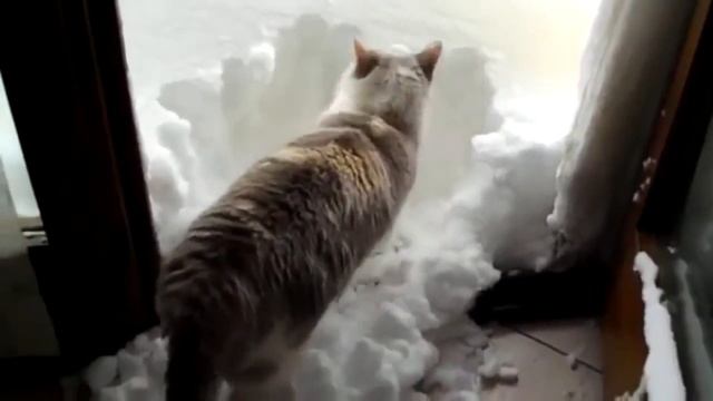 Котики, ну просто котики смотреть онлайн