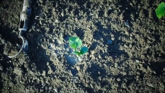 Теплая грядка готова.высаживаем тыквы.кабачки.патиссоны))) смотреть онлайн