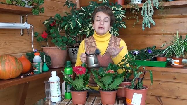 SOS! Как спасти герберу. Комнатные цветы из магазина погибают