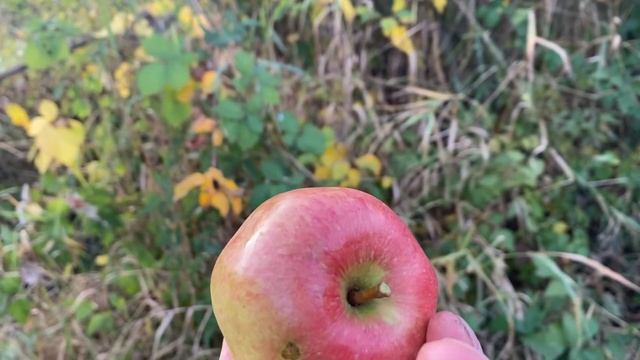 Braeburn and Spartan Apple Orchard Taste Test and the Best Apples to Grow in Your Backyard смотреть онлайн