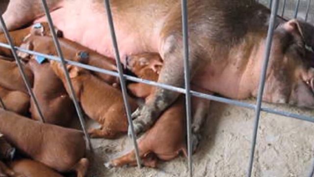 Свиньи Дюрок уход разведение и особенности породы | Свиноводство смотреть онлайн