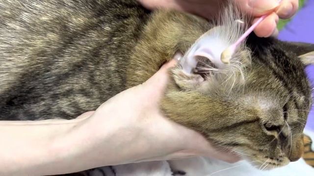 Чистим ушки коту смотреть онлайн