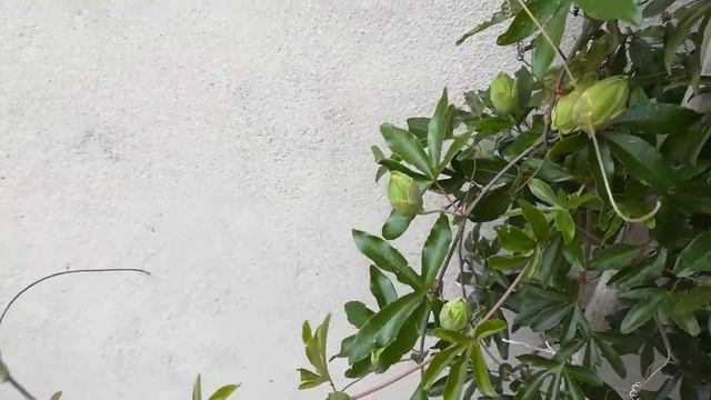 PASIFLORA | FLOR DE LA PASION | MARACUYA | FRUTA DE LA PASION смотреть онлайн