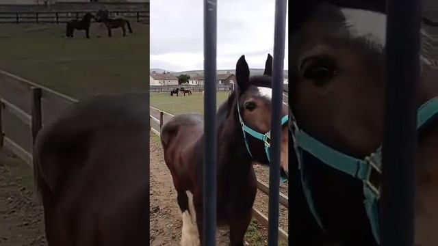 Ирландия. Дублин. Кормить нельзя. Гладить можно. Irish. Dublin. You can't feed them. You can iron i смотреть онлайн