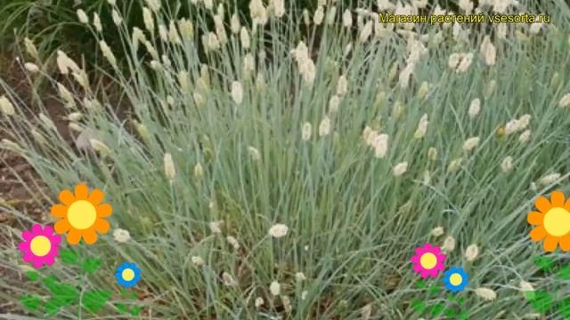 Сеслерия блестящая. Краткий обзор, описание характеристик, где купить саженцы Sesleria Nitida