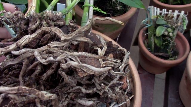 ORQUÍDEA BLC DURIGAN CRUZEIRO DO SUL COM FOLHAS MUCHAS. SAIBA O QUE ACONTECEU смотреть онлайн