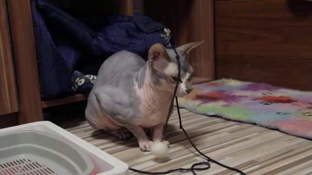 Кипарис с игрушками / Sphynx cat funny play смотреть онлайн