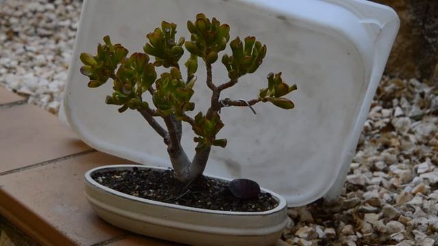 Бонсай из толстянки. Денежное дерево, крассула и толстянка уход.