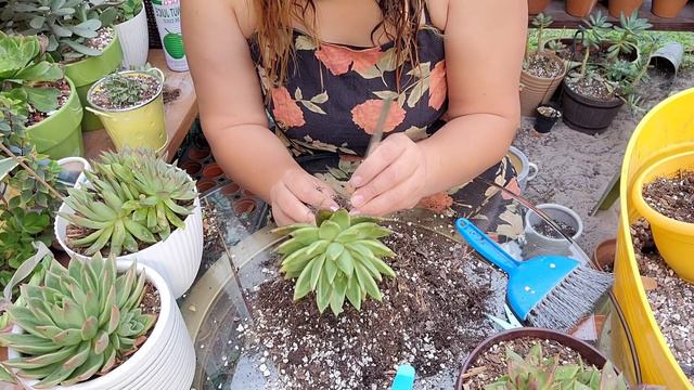 Mi colección de Echeverias agavoides y sus Hibridos. смотреть онлайн