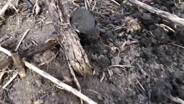 Хожу тут...это самое... ищу там...монеты...золото смотреть онлайн