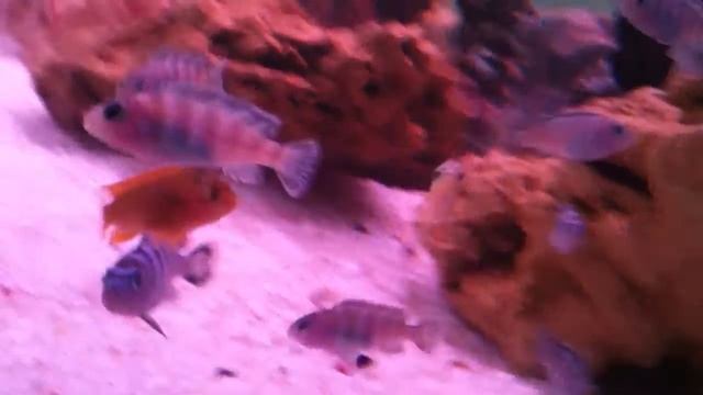 Auratus VS. Iodotropheus Sprengerae Cichlid смотреть онлайн