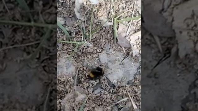 Шмель в состоянии оцепенения. Городской парк смотреть онлайн