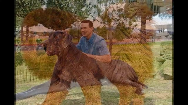 самые большие собаки смотреть онлайн