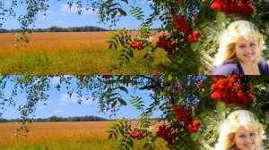 КУСТ РЯБИНЫ HD