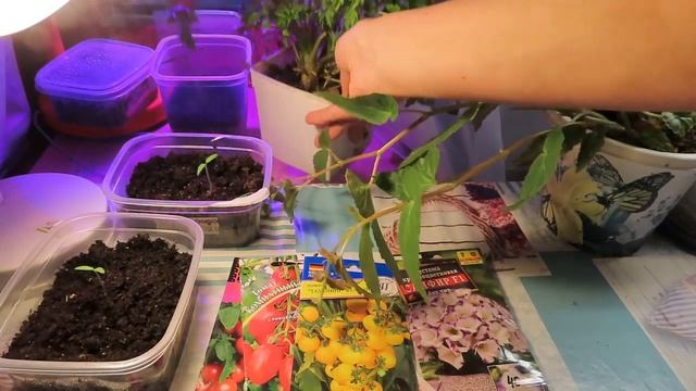 ЗИМНИЕ ПОСЕВЫ, мини ТОМАТЫ для дома,ЭУСТОМА,петрушка, что можно посеять уже сейчас смотреть онлайн