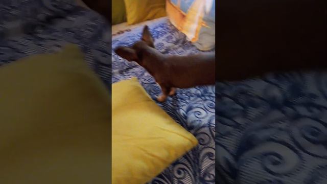 чихуахуа СИЕСТА смотреть онлайн