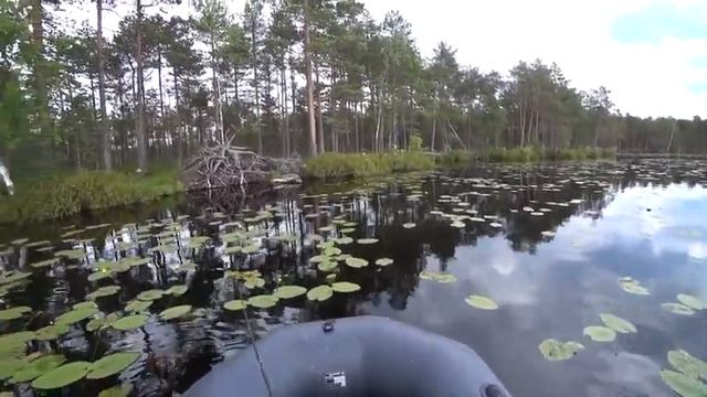 Ловля окуня и щуки на спиннинг смотреть онлайн