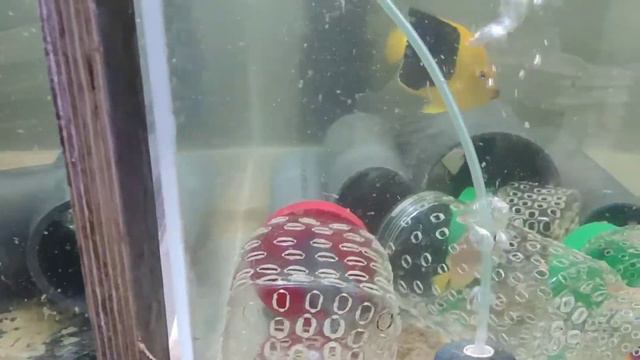 За кулисами океанариума смотреть онлайн