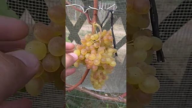 ??Кишмиш 342 Венгерский. Виноград в Минской области. смотреть онлайн