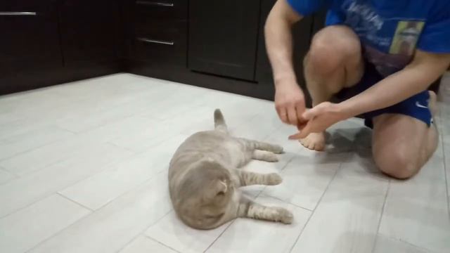 Дрессировка кота