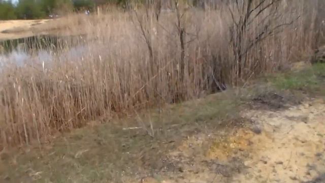 Озеро для рыбалки недалеко от Херсона. Красивая природа, березы, сок, отдых, весна Олешки-Пойма смотреть онлайн