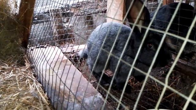 Причина мало плодных окролов.