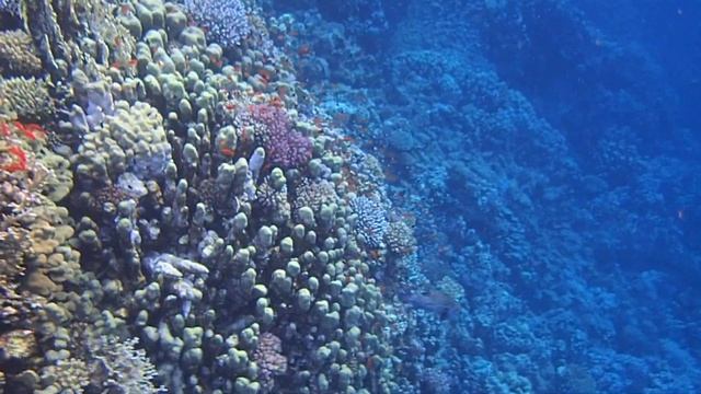 Абу Даббаб. Длинношипая рыба-еж смотреть онлайн