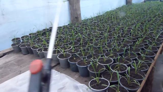 Как я поливаю свои растения, отвечаю на ваш коментарий