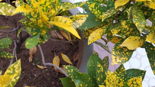 codiaeum variegatum-yellow leaves plant смотреть онлайн