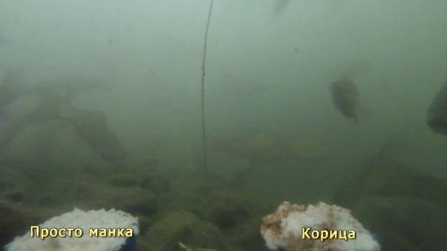Реакция карася на корианд и корицу подводное видео смотреть онлайн
