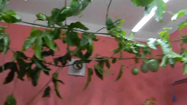 Пассифлора Эдулис Роланд и Маракуйя Северная. смотреть онлайн